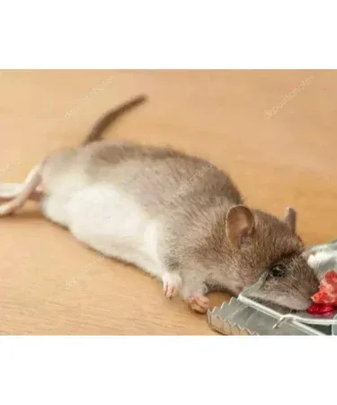 Metal Mice Trap Rat Catcher with powerful steel snap spring mechanism for effective rodent control