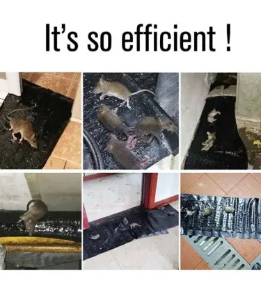 Rat Killing Magic Carpet 120x28cm clear invisible super sticky glue trap mat for mice, rats, and rodents control, shown unfolded.