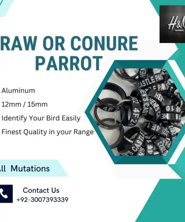 Premium Rigneck Parrot Ring and Green Parrot Leg Ring 12mm 15mm made of aluminum, featuring a lockable design for bird identification and style.