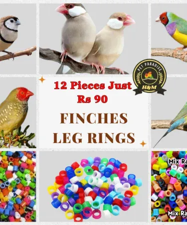 A variety of colorful finch leg rings, showcasing intricate designs and premium quality for bird accessories.