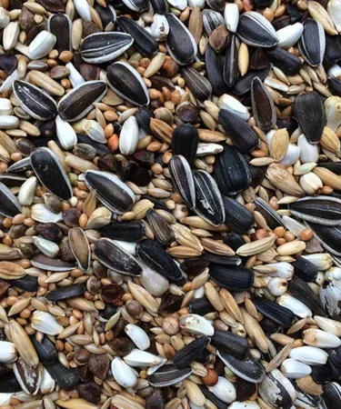 Premium Avian Delight Nutrient-Rich Parrot Mix Feed for African Grey Macaw Cockatoo Large Birds Khareedo Kharedo Check on Delivery