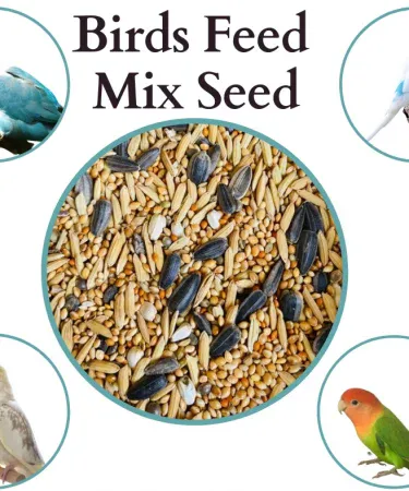 Premium Avian Delight 1 KG Mix Feed for Cockatiels, Budgies, Lovebirds - Nutritional Bird Food