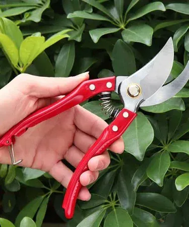 ** A pair of sharp, ergonomic pruning shears with a comfortable grip, ideal for cutting flowers, stems, and small branches for gardening.