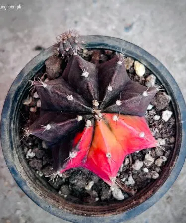 Gymno Variegated live plant with variegated mother plant in decorative pot and soil, imagecaption=Gymno Variegated – vibrant variegated mother plant ready for delivery from Khareedo|Kharedo.