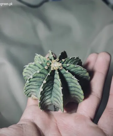 Gymno LB2178 Cactus live plant in decorative pot with soil – vibrant green succulent for indoor décor