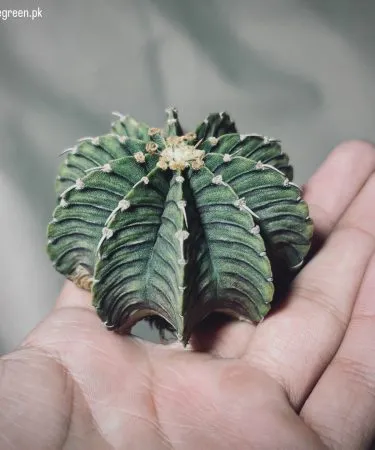 Gymno LB2178 Cactus live plant in decorative pot with soil – vibrant green succulent for indoor décor