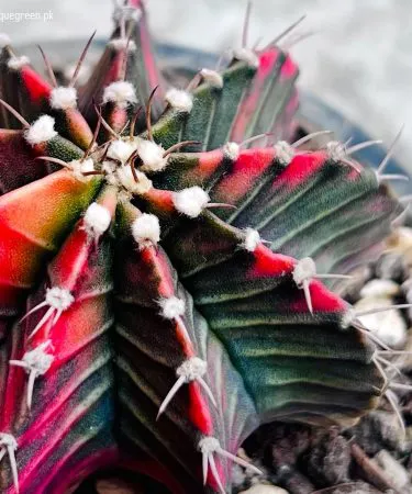 Gymno Variegated Cactus live plant in decorative pot with soil, imagecaption=Gymno Variegated Cactus (Live) – includes cactus, pot, and soil ready for delivery.