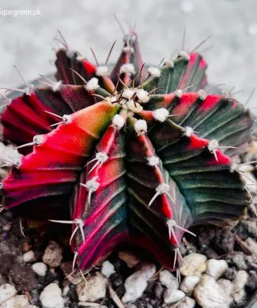 Gymno Variegated Cactus live plant in decorative pot with soil, imagecaption=Gymno Variegated Cactus (Live) – includes cactus, pot, and soil ready for delivery.