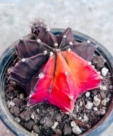 Gymno Variegated live plant with variegated mother plant in decorative pot and soil, imagecaption=Gymno Variegated – vibrant variegated mother plant ready for delivery from Khareedo|Kharedo.