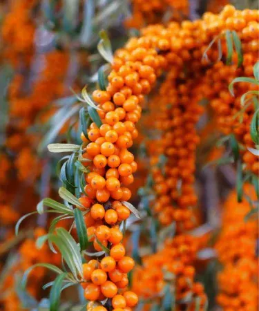 100% pure dried Sea Buckthorn berries – organic superfood packs 50g‑500g rich in collagen, Omega‑7, Vitamin C & E, imagecaption=Sea Buckthorn Berries Dried – premium organic packs (50g, 100g, 200g, 250g, 500g) for immunity, detox & daily wellness.
