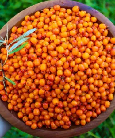 Seabuckthorn pulp bottle 200 ml natural tangy sour fruit pulp, imagecaption=200 ml Seabuckthorn Pulp – pure, thick, and ready for daily wellness.