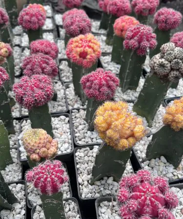 Moon Cactus hybrid live plant in decorative pot with soil – unique green décor, imagecaption=Moon Cactus (Live Plant) Hybrid – ready to ship with pot and soil from Khareedo|Kharedo,