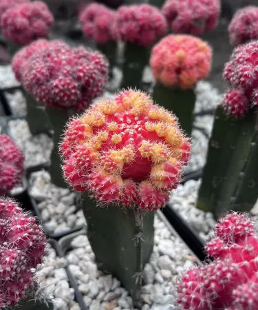 Moon Cactus hybrid live plant in decorative pot with soil – unique green décor, imagecaption=Moon Cactus (Live Plant) Hybrid – ready to ship with pot and soil from Khareedo|Kharedo,