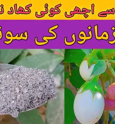 Premium natural wood ash fertilizer (Lakri Ki Raakh) powder in a sealed bag, 5 kg, organic soil amendment for gardens in Pakistan