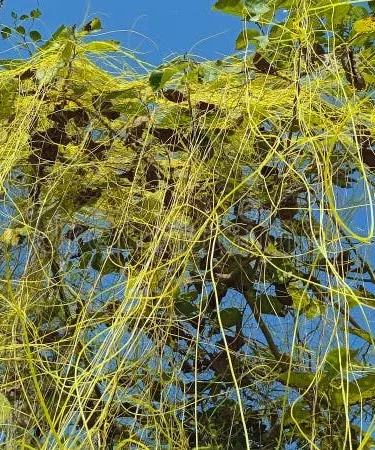 Fresh Akash Bail (Cuscuta Reflexa) herbal vine – 100% natural ingredient for organic hair oil, packaged by Khareedo|Kharedo