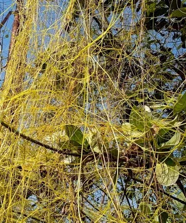 Fresh Akash Bail (Cuscuta Reflexa) herbal vine – 100% natural ingredient for organic hair oil, packaged by Khareedo|Kharedo