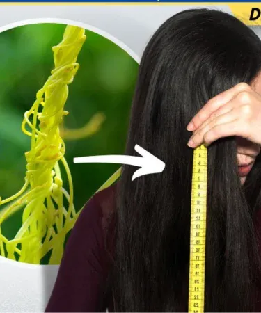 Fresh & Pure Organic Akashbail (Amar Bael) 500 g pack – natural hair growth remedy, imagecaption=Fresh Organic Akashbail (Amar Bael) – 100% Original – Available in 250 g, 500 g, 1 kg & 2 kg packs ,