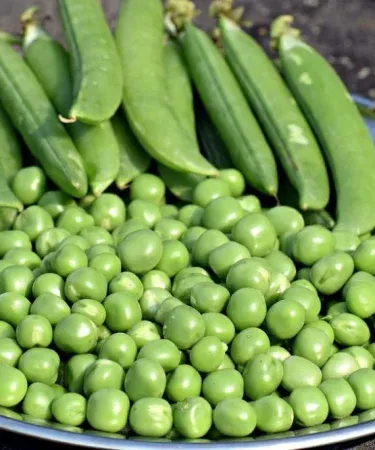 Winter Vegetable seeds pack of 12 with free gifts – seed collection for home gardening, imagecaption=Winter Vegetable Seeds – Pack of 12 with Free Gifts – perfect for a bountiful winter harvest.