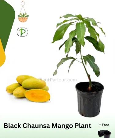Chaunsa mango plant grafted in pot – tall healthy Safaid, Kala and Black Chaunsa varieties, imagecaption=Tall grafted Chaunsa mango plant in a sturdy pot – perfect for home gardens.