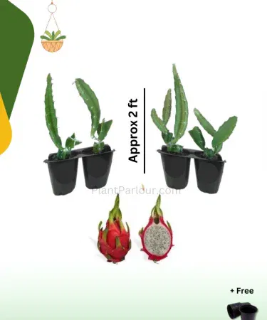 White Dragon Fruit plant in a 10 mm steel pot, 1‑2 ft tall, real Selenicereus undatus ready for home garden