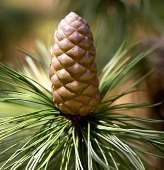 Chilgoza pine plant in black pot, 2 ft tall, healthy bushy Pinus gerardiana