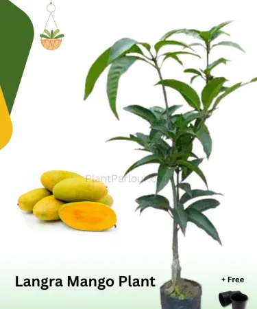 Tall healthy Langra mango plant with pot 4 to 5 feet sold in Pakistan