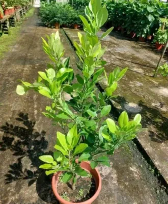 Red Pomelo plant in a sturdy plastic pot, 4‑5 ft tall, healthy foliage, securely packaged for delivery, imagecaption=Red Pomelo plant with pot – ready to grow in your garden.