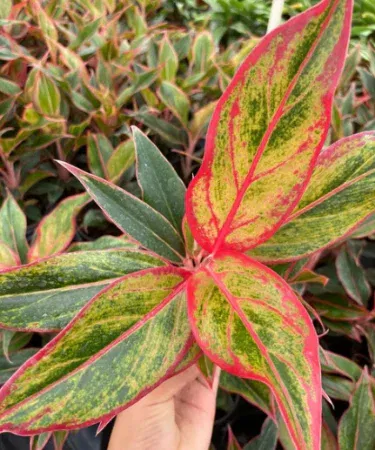 Live Aglaonema Red Siam plant in decorative pot with vibrant red‑green foliage, perfect indoor decoration