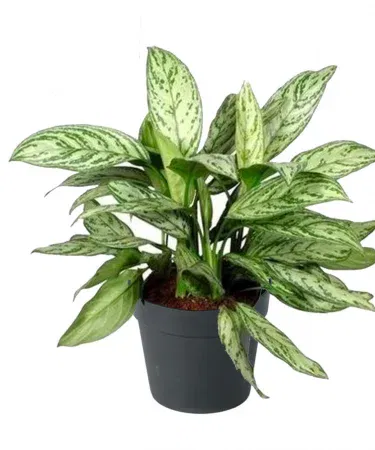 Live Aglaonema Silver Queen plant in decorative pot – vibrant silver‑green foliage, perfect indoor décor, imagecaption=Live Aglaonema Silver Queen Plant with Pot – Ideal for Home and Office Decoration,