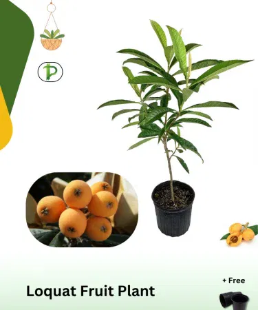 Loquat grafted fruit plant in a sturdy plastic pot, tall and healthy, ready for delivery in Pakistan