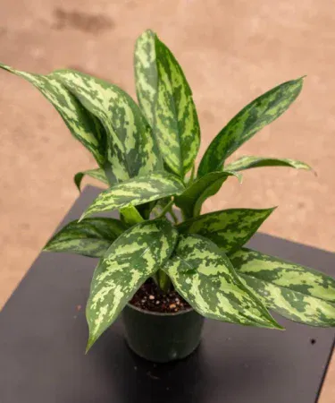 Live Aglaonema Maria plant in decorative pot, vibrant variegated foliage, perfect indoor décor, imagecaption=Live Aglaonema Maria plant with pot – ideal for home and office decoration