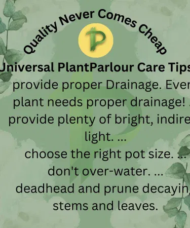Live succulent plant in a decorative pot, suitable for indoor décor, imagecaption=Live succulent plant with pot – perfect indoor greenery from Plant Parlour,