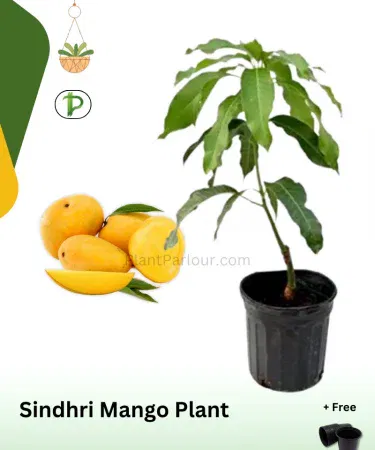 Sindhri mango plant in pot, tall healthy 4‑5 ft mango tree with grow bag, ready for planting