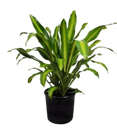 Healthy mature Corn Leaf Plant (Dracaena Fragrans) in a decorative pot, showcasing glossy green leaves with yellow stripes, ideal for indoor air purification.