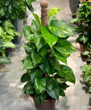 Live large size big leaf money plant (pothos) in a plastic pot – vibrant green indoor decorative plant