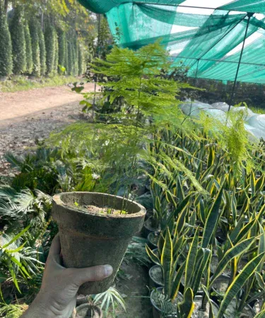 100% original imported Asparagus Fern live plant in a decorative plastic or clay pot, vibrant green foliage perfect for indoor home and office décor, imagecaption=Asparagus Fern live plant with pot – ideal indoor decoration for homes and offices,