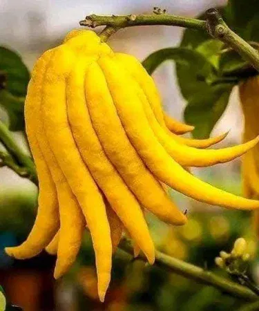 Budda Hand Lime live plant in a decorative pot with finger‑shaped citrus fruits, imagecaption=Rare Buddha’s Hand Lime plant – exotic fragrant citrus tree delivered by Khareedo/Kharedo.