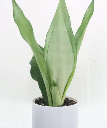 Silver snake plant in a 6x7 inch pot – indoor decorative plant, imagecaption=Silver snake plant with pot – perfect for home and office décor,