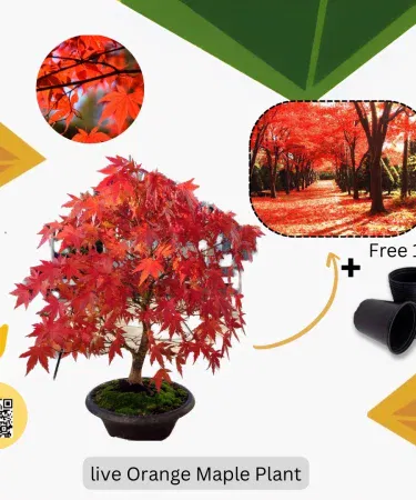 Orange Maple bonsai in decorative pot with vibrant orange foliage, imagecaption=Orange Maple bonsai with pot – perfect garden accent, available on Khareedo | Kharedo with Check on Delivery.