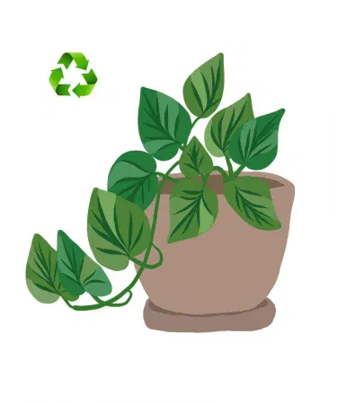 Plant delivery service – fresh indoor and outdoor plants packaged securely for doorstep delivery in Pakistan