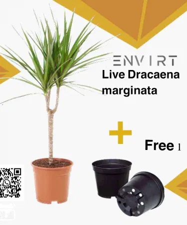 Live Dracaena Marginata plant in a plastic pot with red‑edged leaves, perfect for indoor decoration