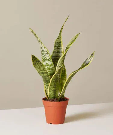 Live Snake Plant Spiral Bonsai in a plastic pot, vibrant green foliage, perfect for indoor decoration