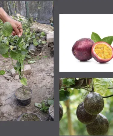 Live Passion Fruit Vine Plant 3‑4 ft in pot – fast growing tropical fruit climber, healthy leaves and buds
