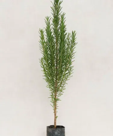 Live fully grown rosemary plant in poly‑bag pot with soil, ready for balcony or garden placement, showing needle‑like fragrant leaves.