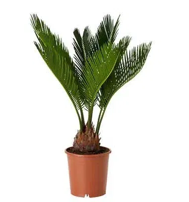 Live Kangi Palm plant in decorative 6×7 in pot – 2 ft mature indoor sago palm (Cycas revoluta) , imagecaption=Live Kangi Palm (Cycas revoluta) – 2 ft healthy indoor plant with pot, perfect for home or office décor ,