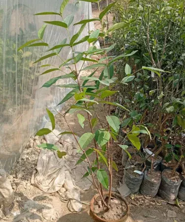 Live Rose Apple Fruit Plant (Syzygium jambos) 3-5 ft tall in a pot, showing glossy leaves and small rose‑scented fruits, imagecaption=Healthy live Rose Apple plant ready for delivery – perfect for home gardens across Pakistan