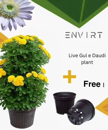 Gold marigold plant in a 10‑inch black plastic pot, approximately 1 ft tall, showing vibrant yellow flowers, imagecaption=Gold Marigold (real, not seeds) presented in a sleek black pot – perfect for indoor décor, .