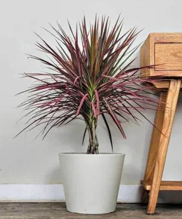 Live Dracaena Colorama plant in decorative pot with vibrant green, white and red foliage, imagecaption=Live Dracaena Colorama Plant with pot – ideal for home, office and garden décor.