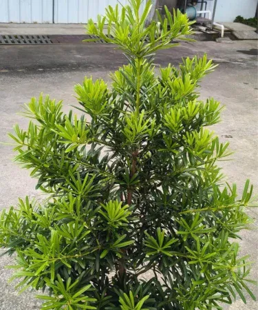 Live Podocarpus Macrophyllus plant in black plastic pot, 1‑3 ft tall, ideal for indoor and outdoor decoration