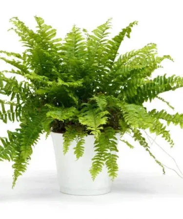 Live Boston Fern plant with 6x7 inch pot green white foliage home garden Pakistan